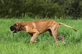 DOGUE ALLEMAND 267